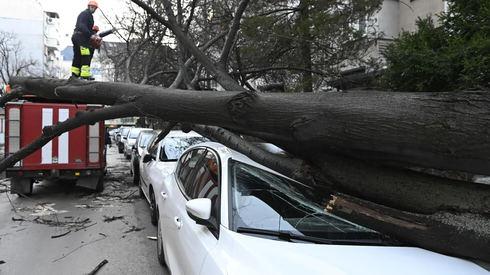 Zbog jakog vetra: Ogromno drvo palo na kola u Sofiji (Snimci)