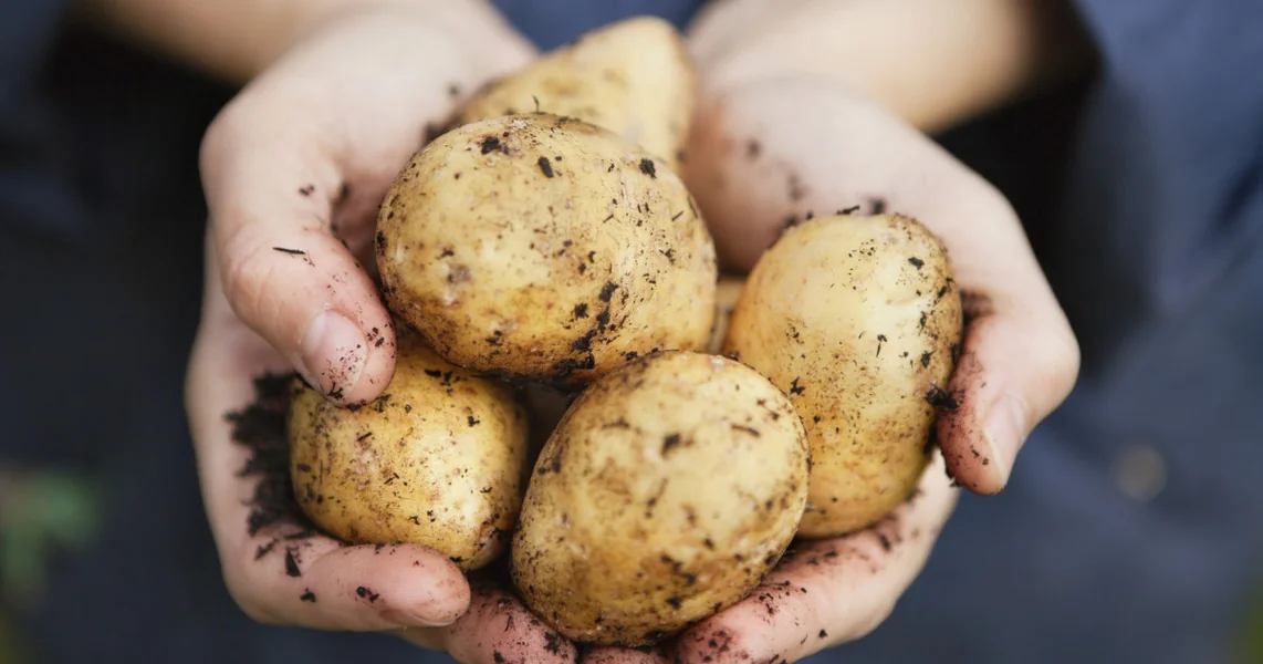 Rumunski poljoprivrednici koji uzgajaju krompir mogu da dobiju finansiranje do 2 miliona evra. Projekti mogu da se predaju od januara 2026.
