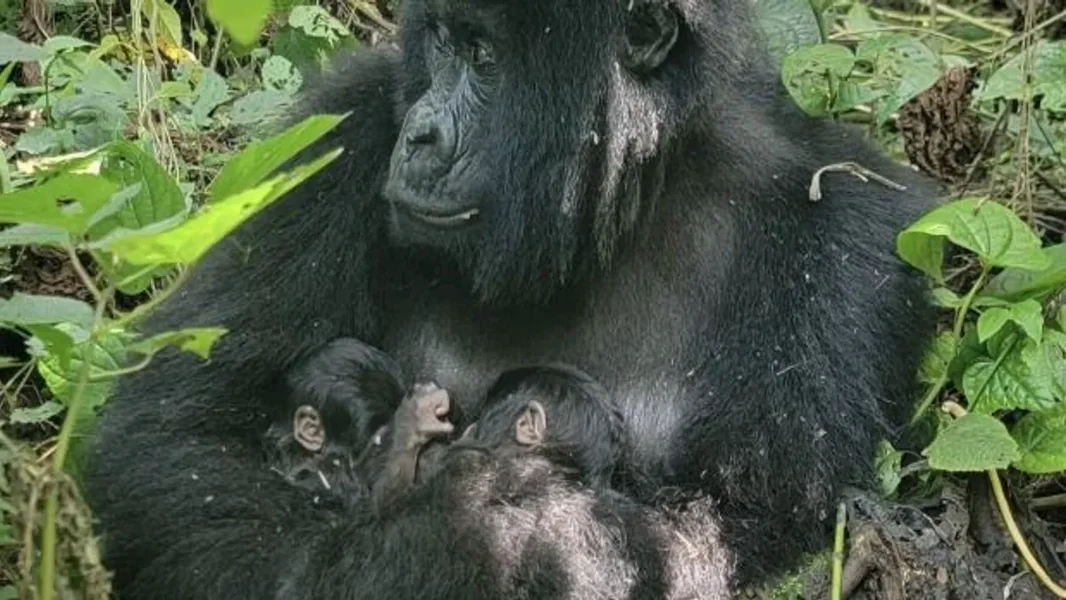 Majmuni blizanci na ivici izumiranja rođeni, ali se bore za život – neverovatan video o mladuncima