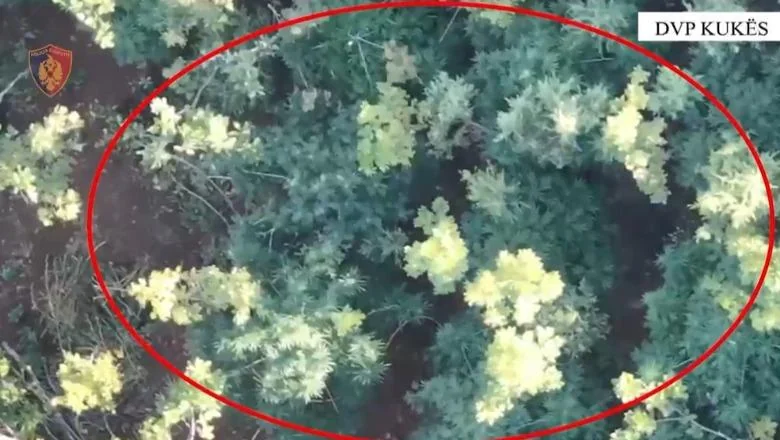 Pronađeno 50 metara udaljeno od parcele sa kanabisom, priveden 38-godišnjak u Tropoje! Razotkrivene su dve krađe u Kukesu, uhvaćen autor (VIDEO) - Shqiptarja.com
