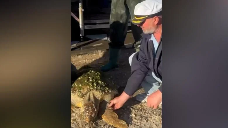 Ribari u Vlori hvataju morsku kornjaču Caretta-Caretta i otkrili su da ima identifikacionu oznaku! Stručnjaci traže da otkriju njen put
