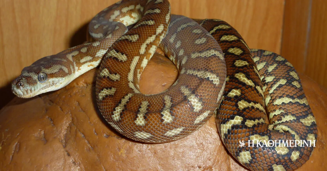 Ljubavi moja, nemoj da se pomeraš. Na tebi je piton dužine oko 2,5 metara