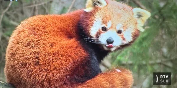 Životinje su zimi uglavnom aktivne, izuzeci su medved, plazilci i dvoživke