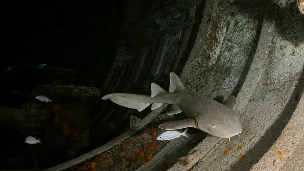 Da li je priroda poludela? Šarena ajkapa se pojavila – ovakvo još naučnici nisu videli