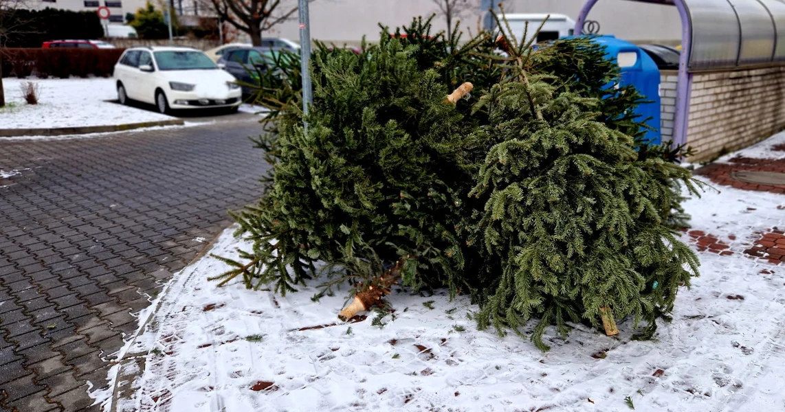 Gde se baca prirodni božićni bor posle praznika. Koje kazne prete osobama koje ne poštuju pravila koje nameću opštine
