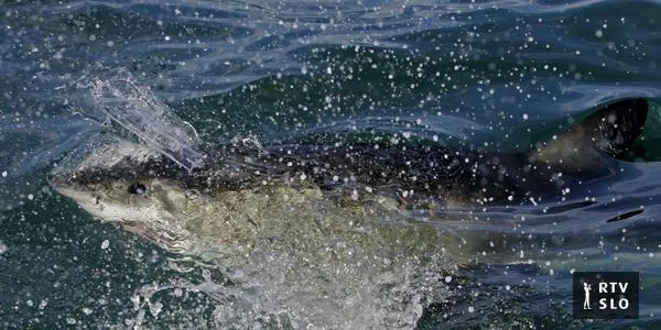 Veliki beli morski pas u Sredozemlju na ivici izumiranja