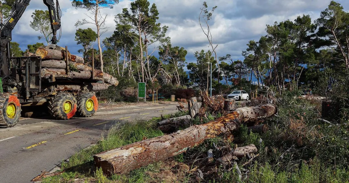 Na Marjanu će ukloniti najmanje 4000 oštećenih i zaraženih stabala