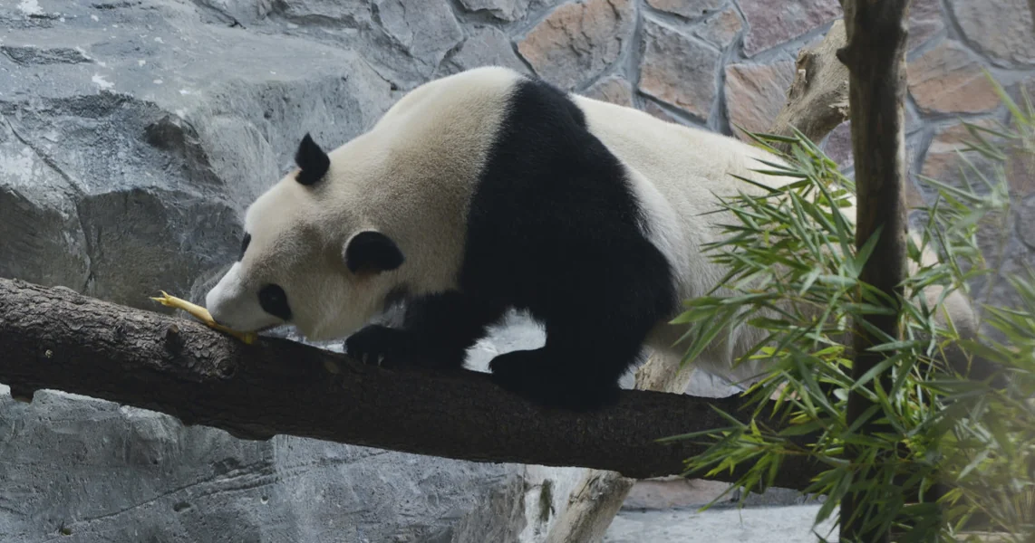 Kina reaktivira „diplomatiju panda”: Xi Jinping šalje Ping Ping i Fu Shuang u SAD, kao emisare prijateljstva
