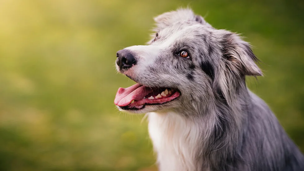 23 pasa nisu bili pušteni u zemlju zbog nedostatka obaveznih identifikacionih i veterinarskih dokumenata