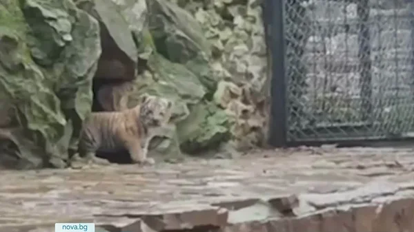 Za prvi put su pred publikom prikazali bengalsko tigriće u zoološkom vrtu u Staroj Zagori