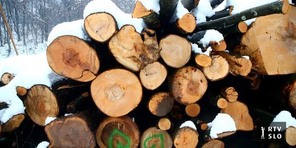 Tokom seče drveta smrtno je stradao 41-godišnji muškarac.