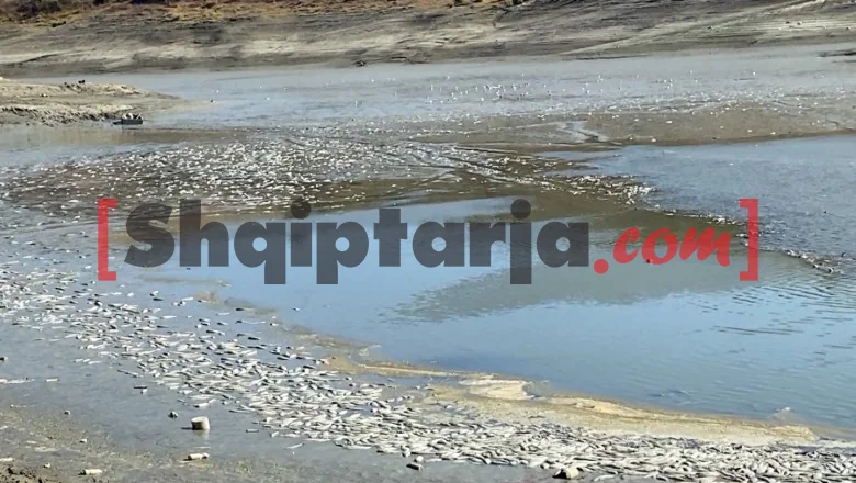 Lushnje/ Isušuje se rezervoar Kasharajt, tonelata mrtvih riba na površini - Shqiptarja.com