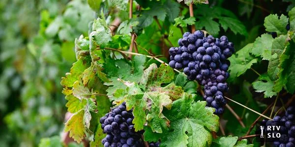 Četvorodnevni praznik vina, kulinarike i kulture: u Mariboru slave Guinnessovu rekorderku