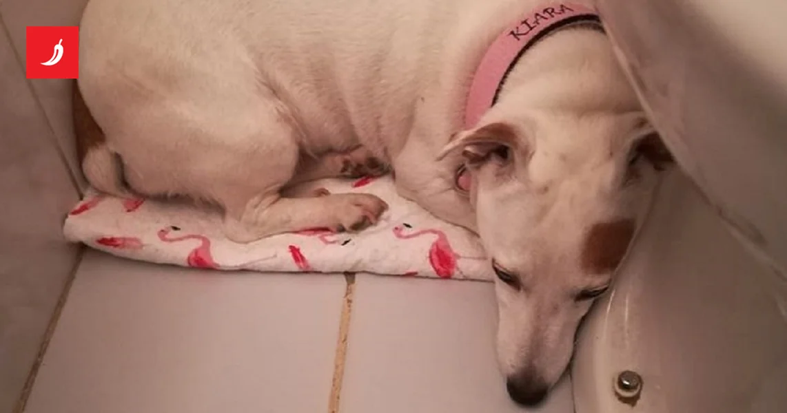 Hrvatska dopušta višednevnu pucnjavu pirotehnike. Udruge traže stroži zakon