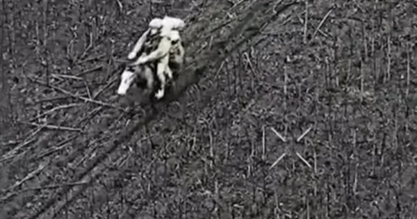 Trenutak kada su ruski vojnici jahali konje i bili eliminisani od Ukrajinaca: 'Ni ovo im ne pomaže'