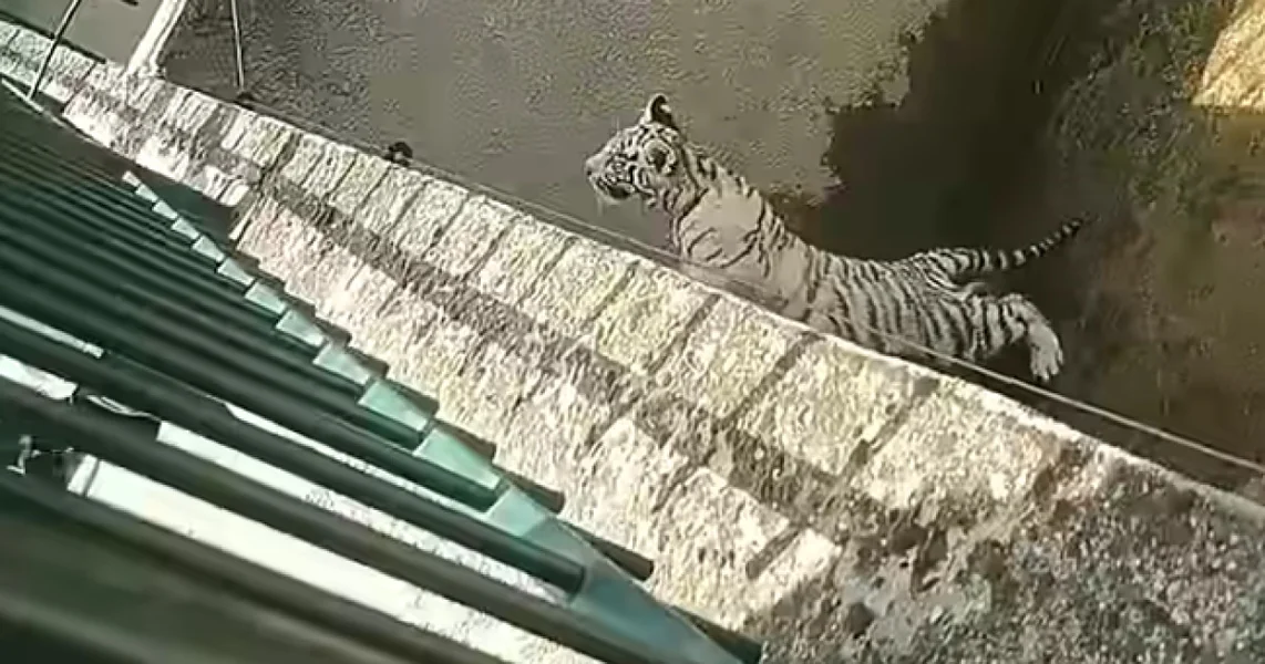 Mladi beli tigar je umro u zoološkom vrtu u Craiovi nakon što je progutao plastičnu kesu. Nije prvi incident tog tipa.