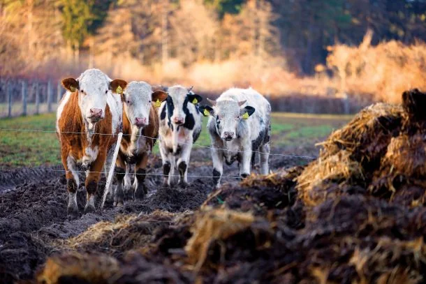 Govedina, inflaciona rekorderka