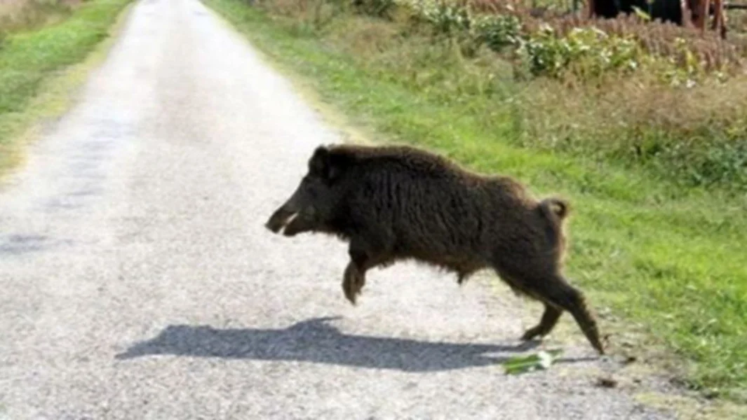 Kastorija: Lovac je doživio napad od divlje svinje - Documento