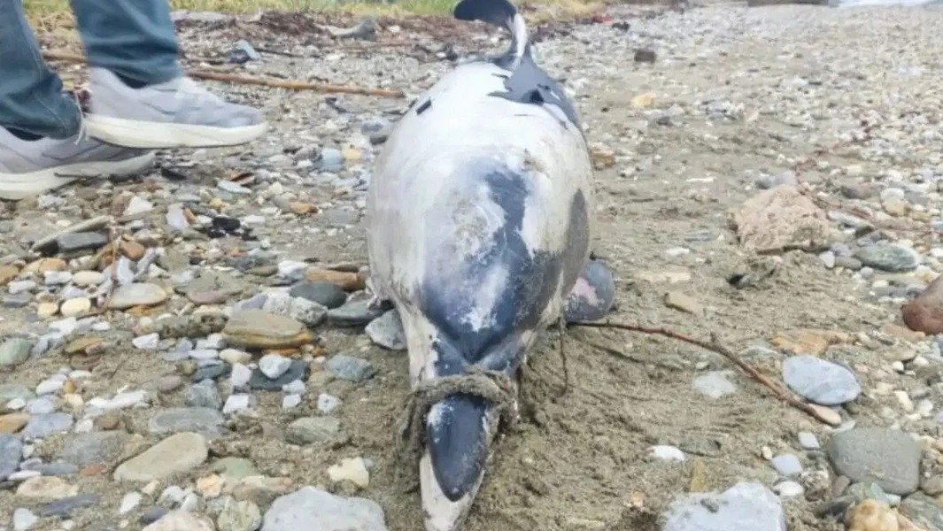 Volos: Mrtvo mlado delfin otkriveno na plaži Lotos u Plataniđama - Documento
