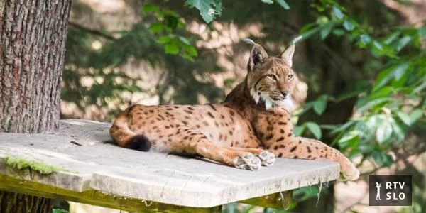 U Ljubljanskom zoološkom vrtu se oprostio ris Lux