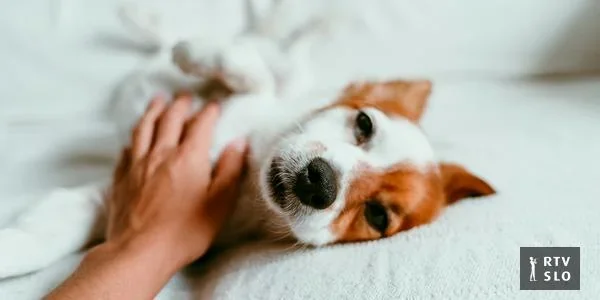 Kad praznično slavlje postane muka: zašto je pucanje za životinje šok