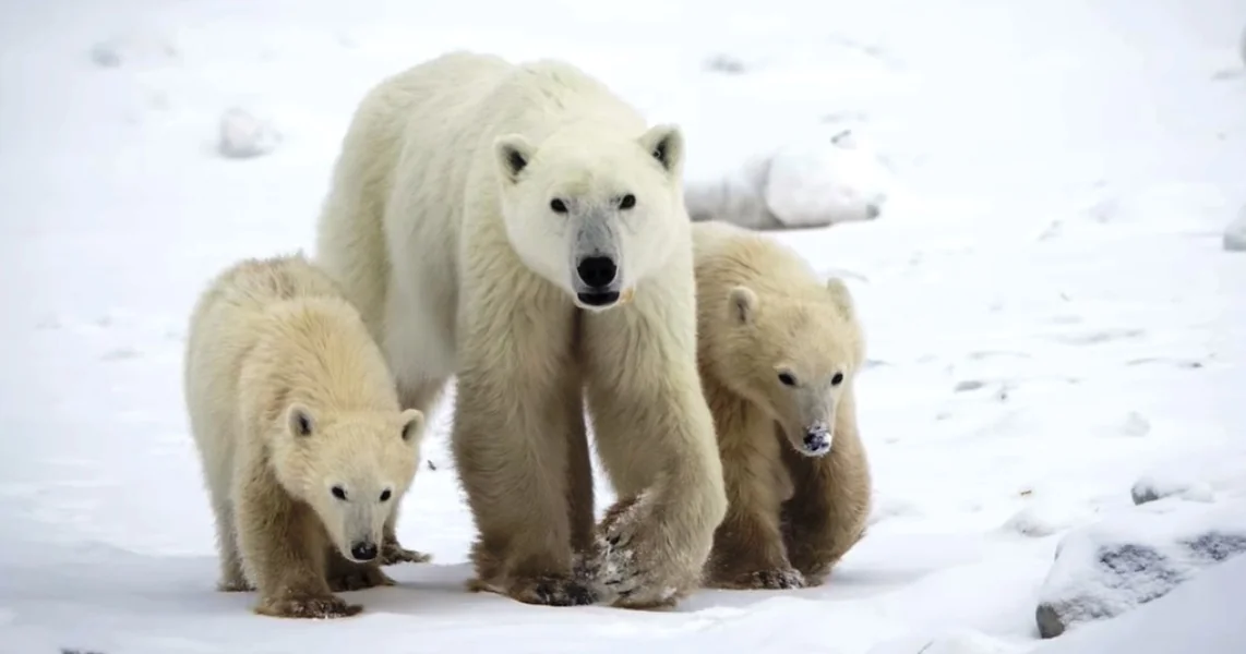 Retka pojava u Arktiku iznenađuje naučnike: polarna medvedica usvojila mladunče