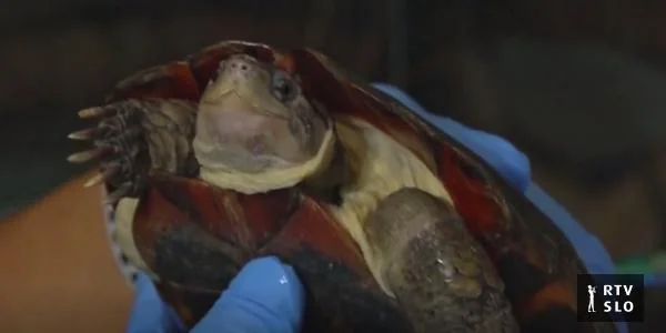 Plazilci posle požara u Hongkongu lepo ozdravljaju