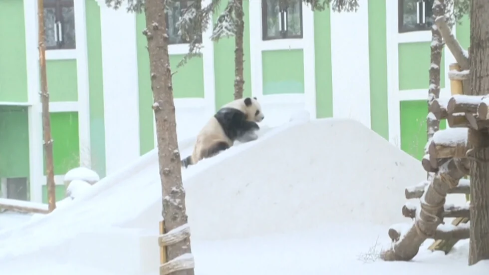 Pri -20 stepeni: Pande blizanci uživaju u snegu u zoološkom vrtu u Kini (VIDEO)