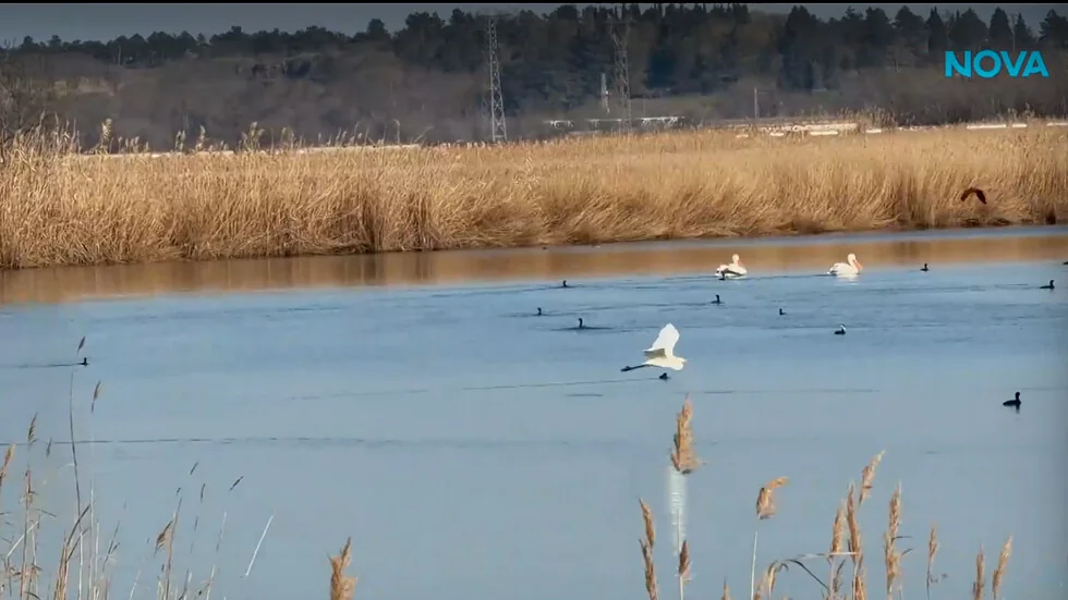 „Tamo i nazad”: Magija ptičijeg raja kraj Karnobata i Burgasa