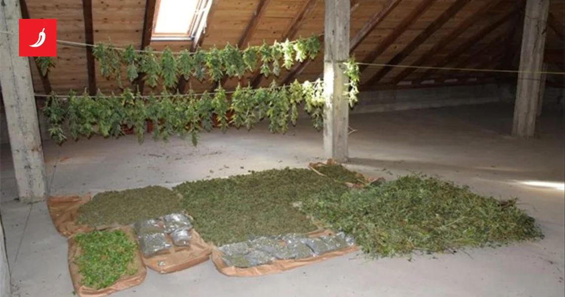 FOTO Kod Virovitice pronađen laboratorij marihuane. Uhićeni srpski državljani