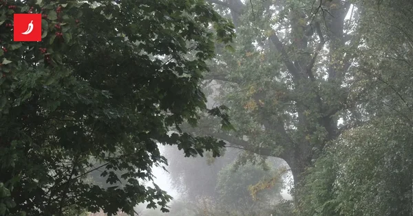 Ukradena stabla hrasta u Slavoniji. Pripadaju Hrvatskim šumama