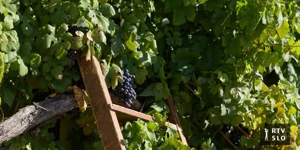 Lent u znaku jubilejske berbe znamenite najstarije loze na svetu