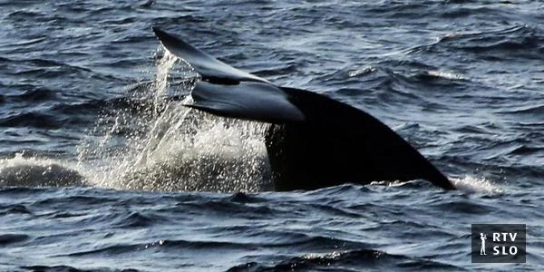 Kitovi klikovi pokazuju iznenađujuću sličnost ljudskim samoglasnicima