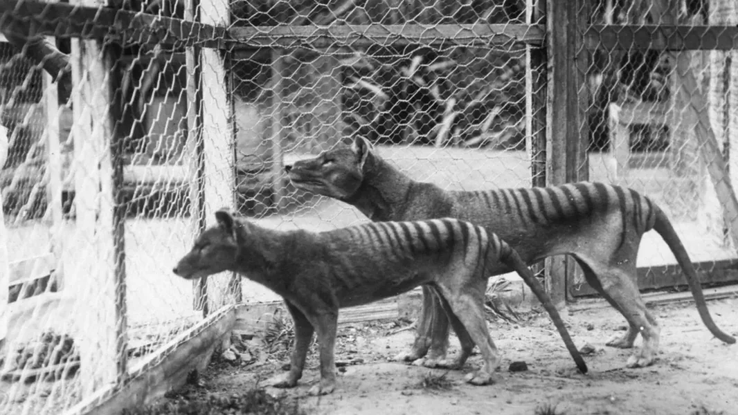 Poslednji primerak tasmanijskog tigra umro je u zatočeništvu 1936. godine, ali istraživači tek sada otkrivaju njegovo poreklo - ORIGO