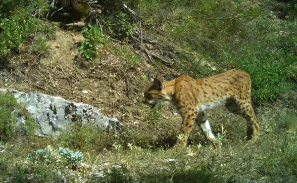 Balkanski ris će se mešati sa risovima iz Karpatima da ojača gene