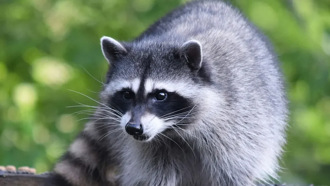 Neverovatno, sta su beloruski carinici otkrili u kontejneru - ORIGO