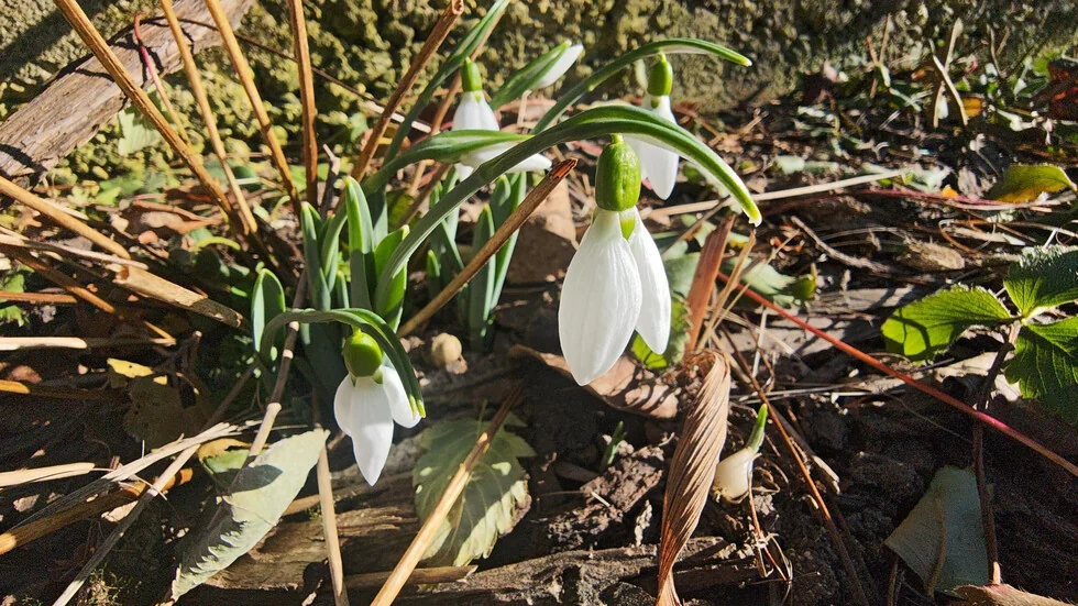 Prve kokiceta cufnaha u Kazanlaku