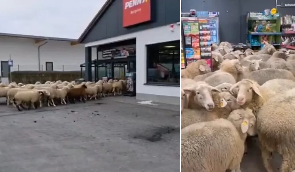 Stado od 50 ovaca ušlo je u Penny supermarket i izazvalo haos za samo 20 minuta.