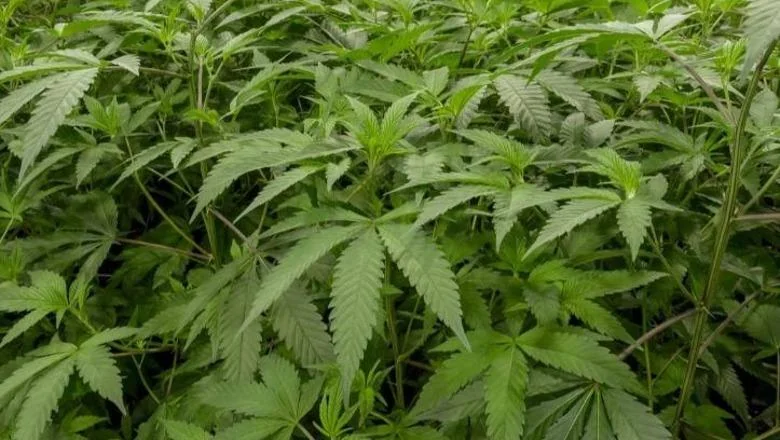 Plantacija kanabisa unutar napuštene zgrade, uhapena dva Albanca u Nemačkoj