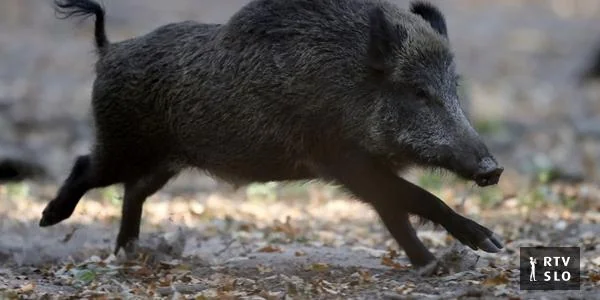 Četvrtna zajednica Dravlje objavila snimak tropa divljih svinja koje prelaze cestu