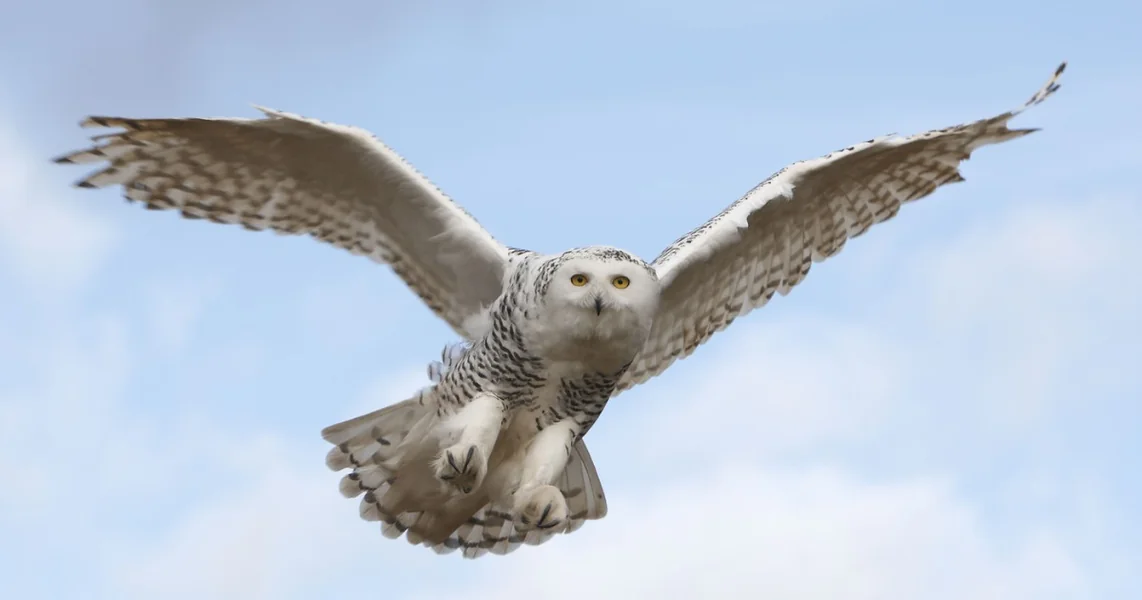 Švedska proglašava polarnu sovu regionalno nestalom posle 10 godina tišine