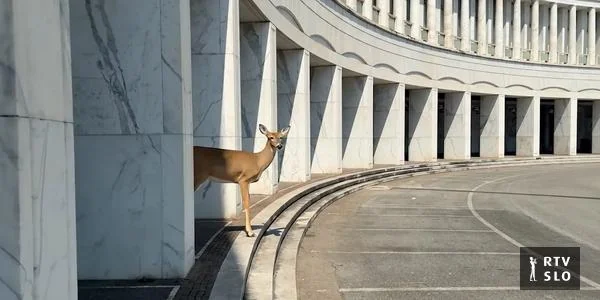 Okrećemo se veštačkoj inteligenciji i zbog lenjosti