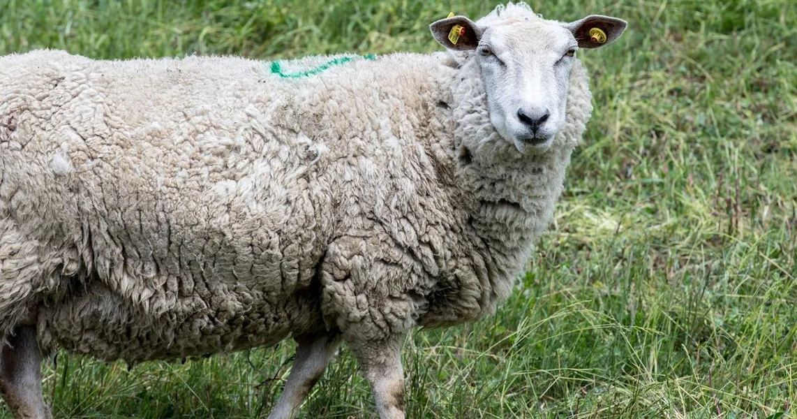 Na zabačenom otoku ostavili su 4000 ovaca: decenijama posle zatekli prizor koji je zaprepastio naučnike