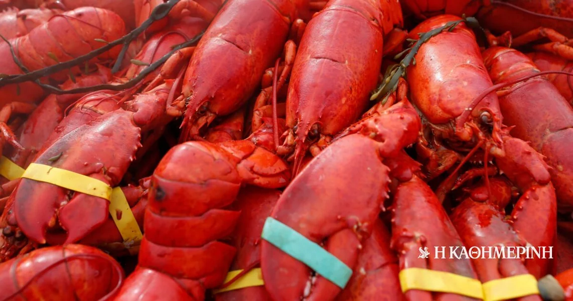 Niz krađa morskih plodova u Novoj Engleskoj: jastoga vrednih 400.000 dolara, krabovi i ostrige