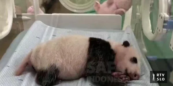 U Indoneziji se rodio prvi panda