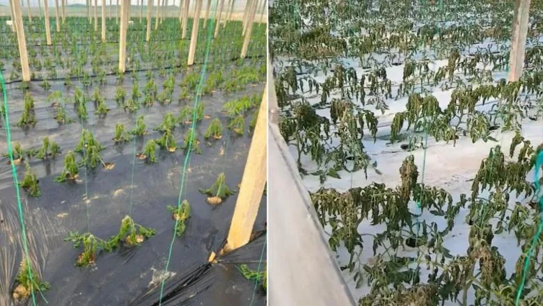 Loše vreme u Fieru: mrazevi razaraju kulture u plastenicima farmera Roskoveca i Frakullës