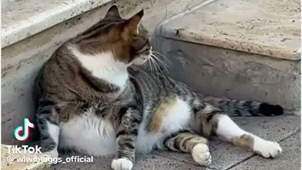 Mačka iz Burgasa postala svetska zvezda: 'Friendly Chonk' pokorila društvene mreže