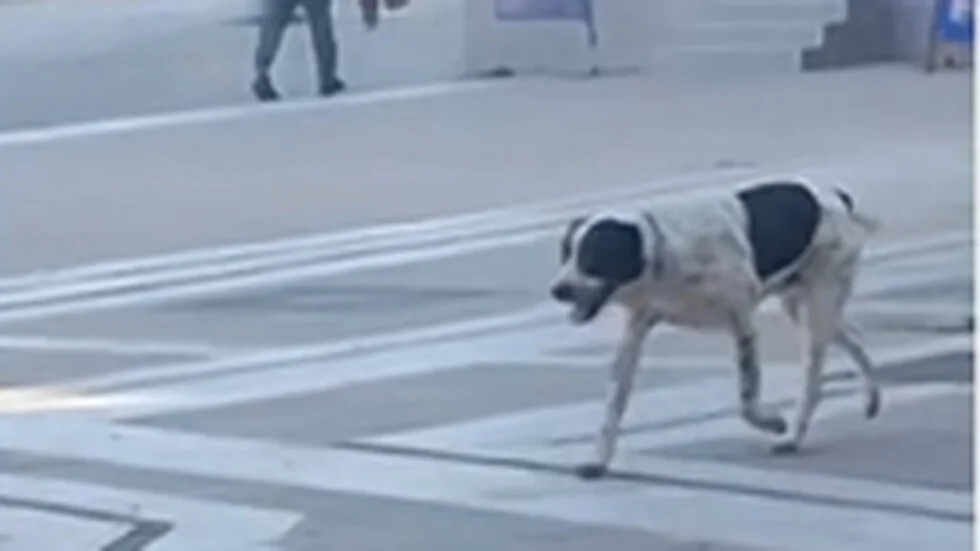 Ogroman alabai napao drugo psa u Perniku