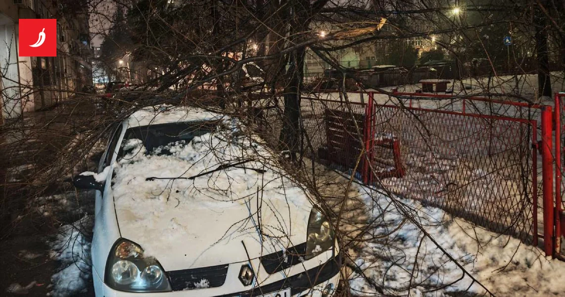 FOTO Sneg rušio stabla i oštetio automobile u Beogradu