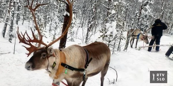 Severni jeleni u Laponiji nisu samo praznični simbol, već način života.
